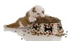 pup
